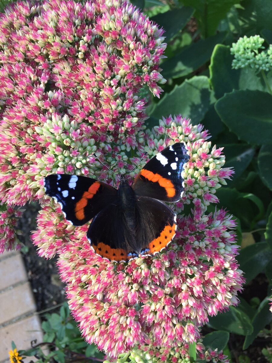 Гусеничка превращается в бабочку, тролль - в хейтера. Фото сделано автором.