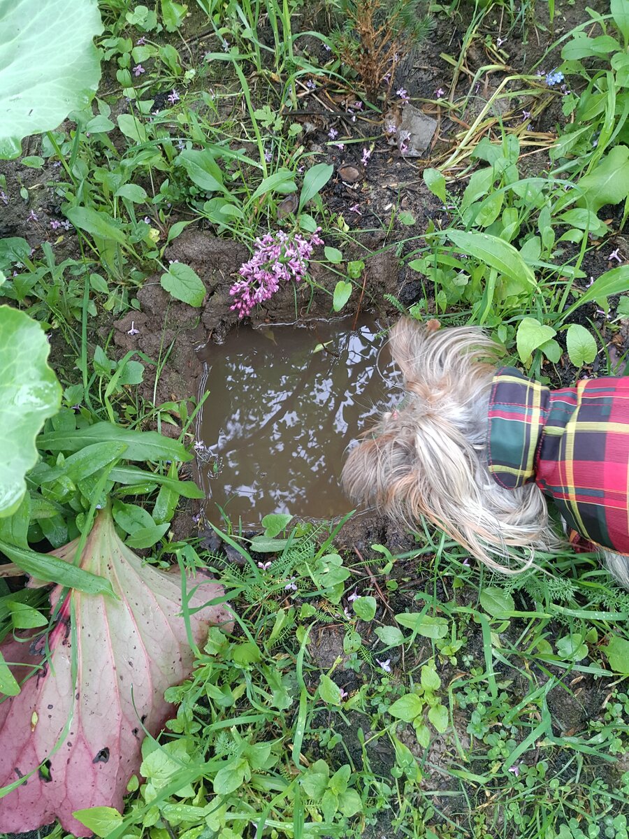 Клепка недоумевает, откуда взялась вода в земле?