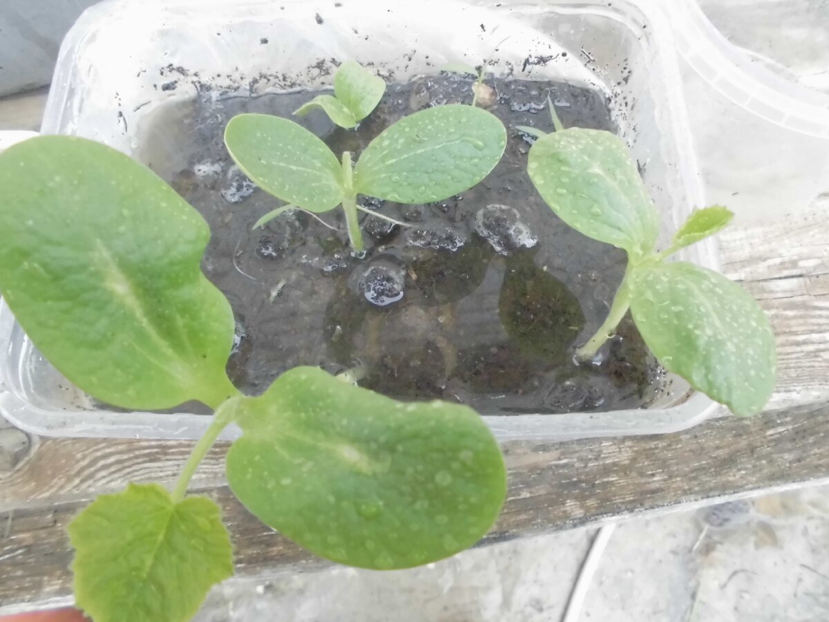 Кабачки перед высадкой в грунт. Фото автора.