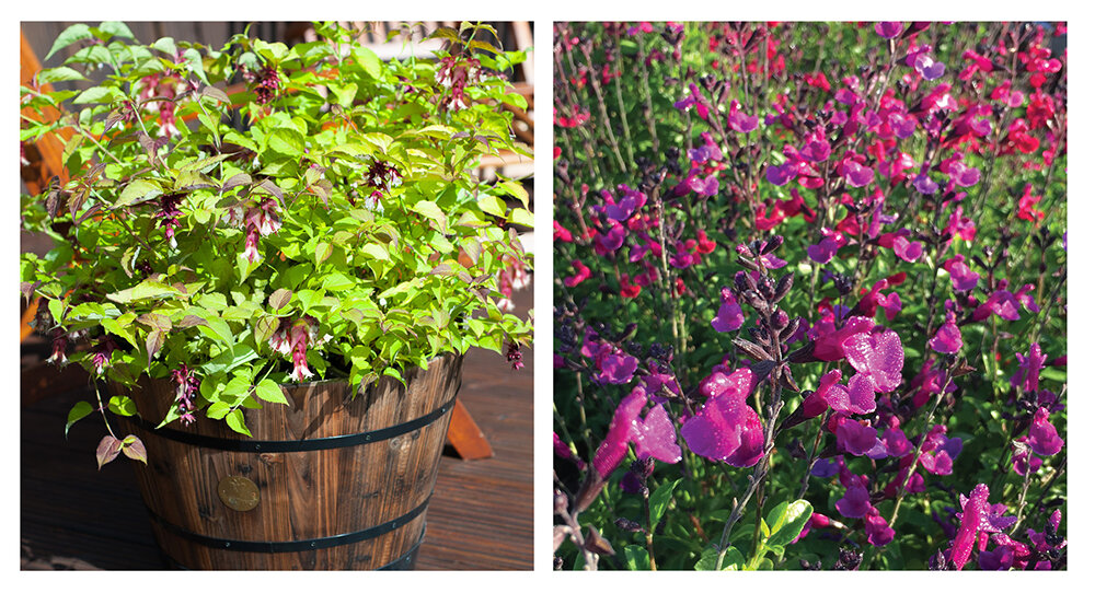 Hillier Nurseries, 2020: Лейцестерия  ‘Little Lanterns’ и Шалфей ‘Vibe Ignition’.