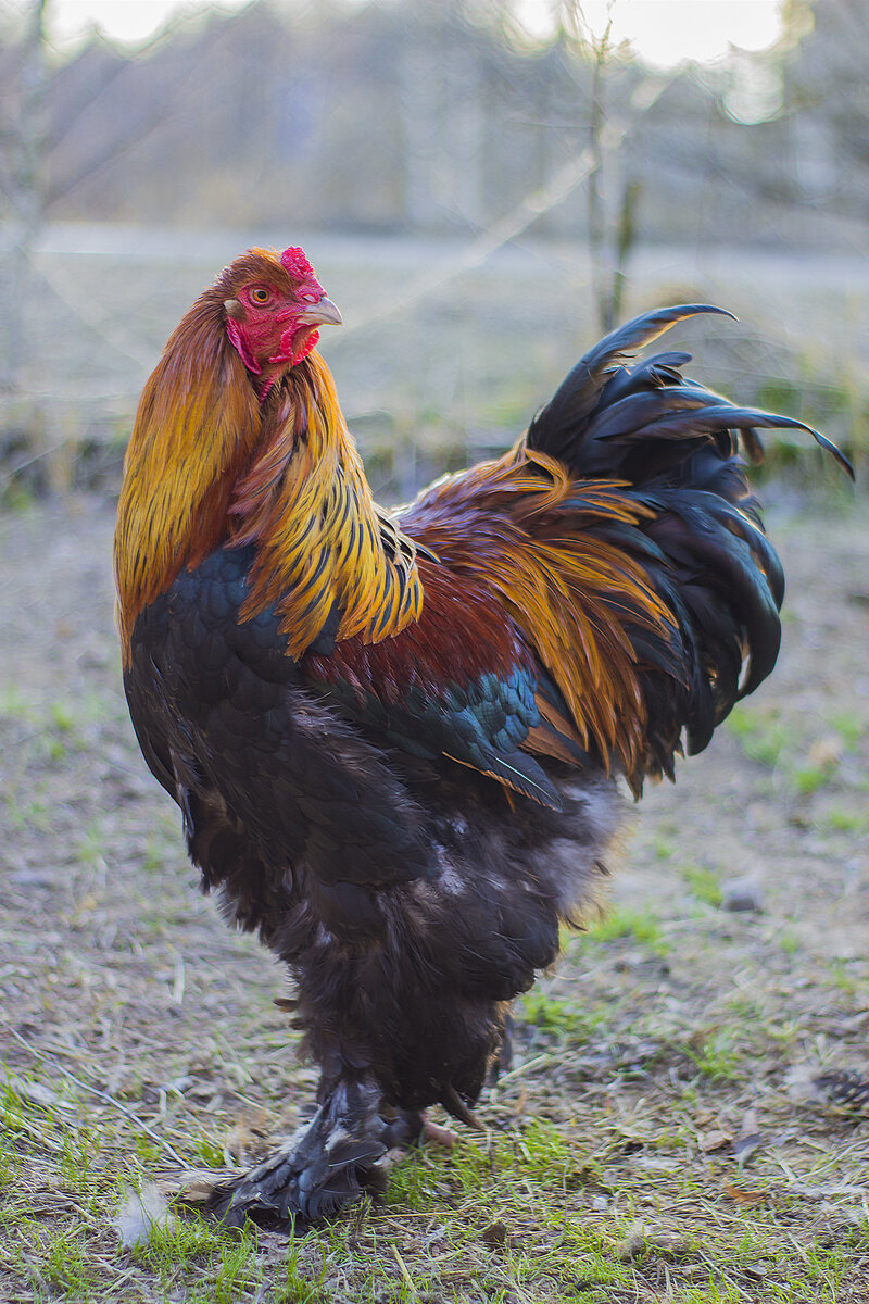 Мой любимый петух Пират. В суровых боях потерял глаз:) На фото он еще совсем молодой, а на деле уже пенсионер.