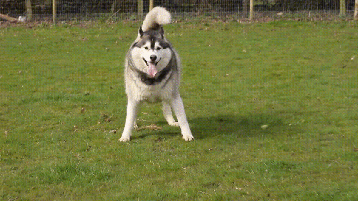 Съемка домашних животных. Стабилизатор Ronin SC и камера Sony