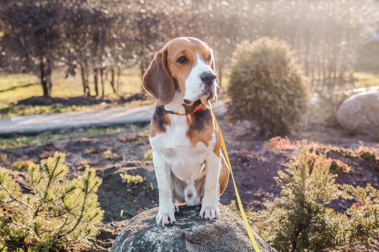 Главный герой рассказа, который всегда ищет приключения на свою морду
