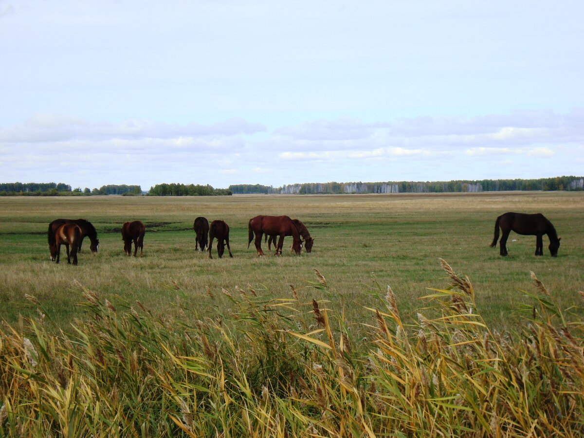 Барабинская степь