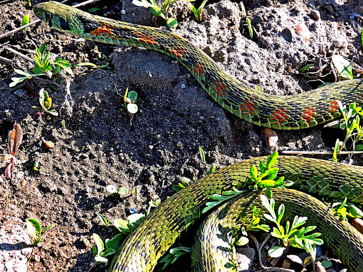 Фото Г. Седаш