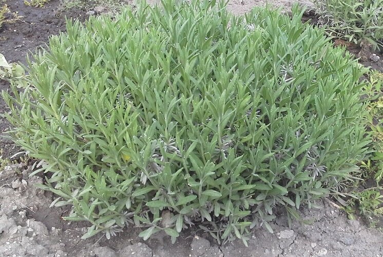 этот куст уже немного оброс после стрижки. 