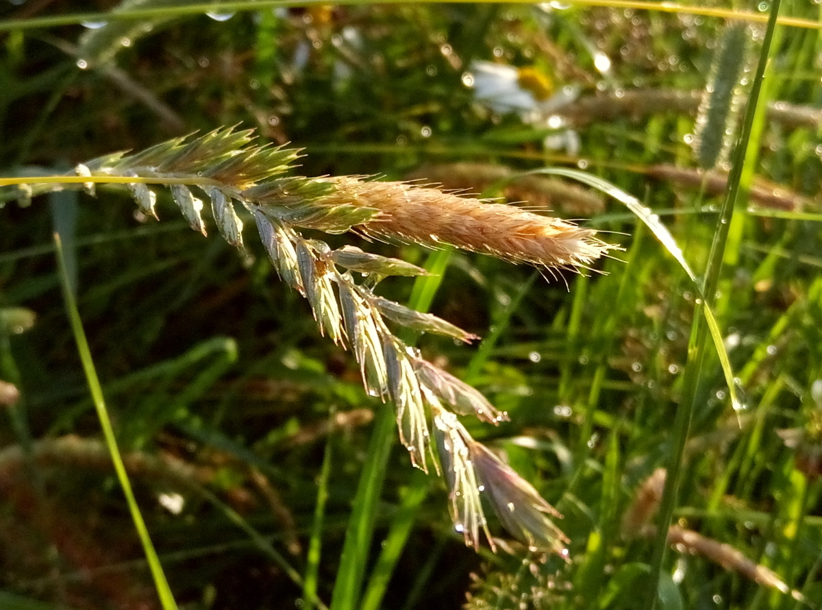 Пырей ползучий биологический. Пырей ползучий (Elytrigia repens). Пырей инееватый. Пырей ползучий Agropyron repens. Пырей Луговой.