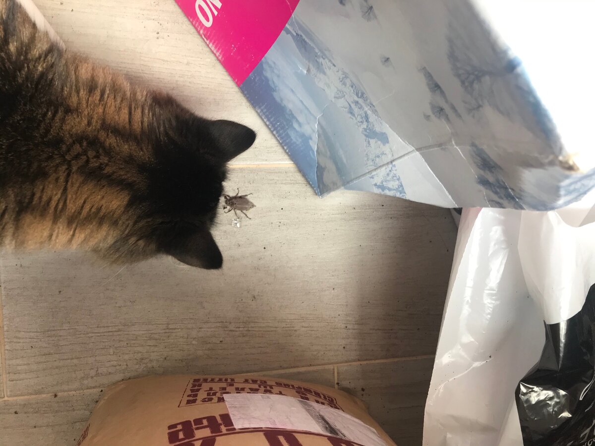 лицом к лицу