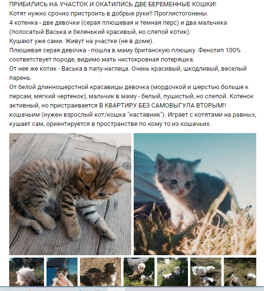Много фото. Некоторых-здоровеньких котят, уже определили.