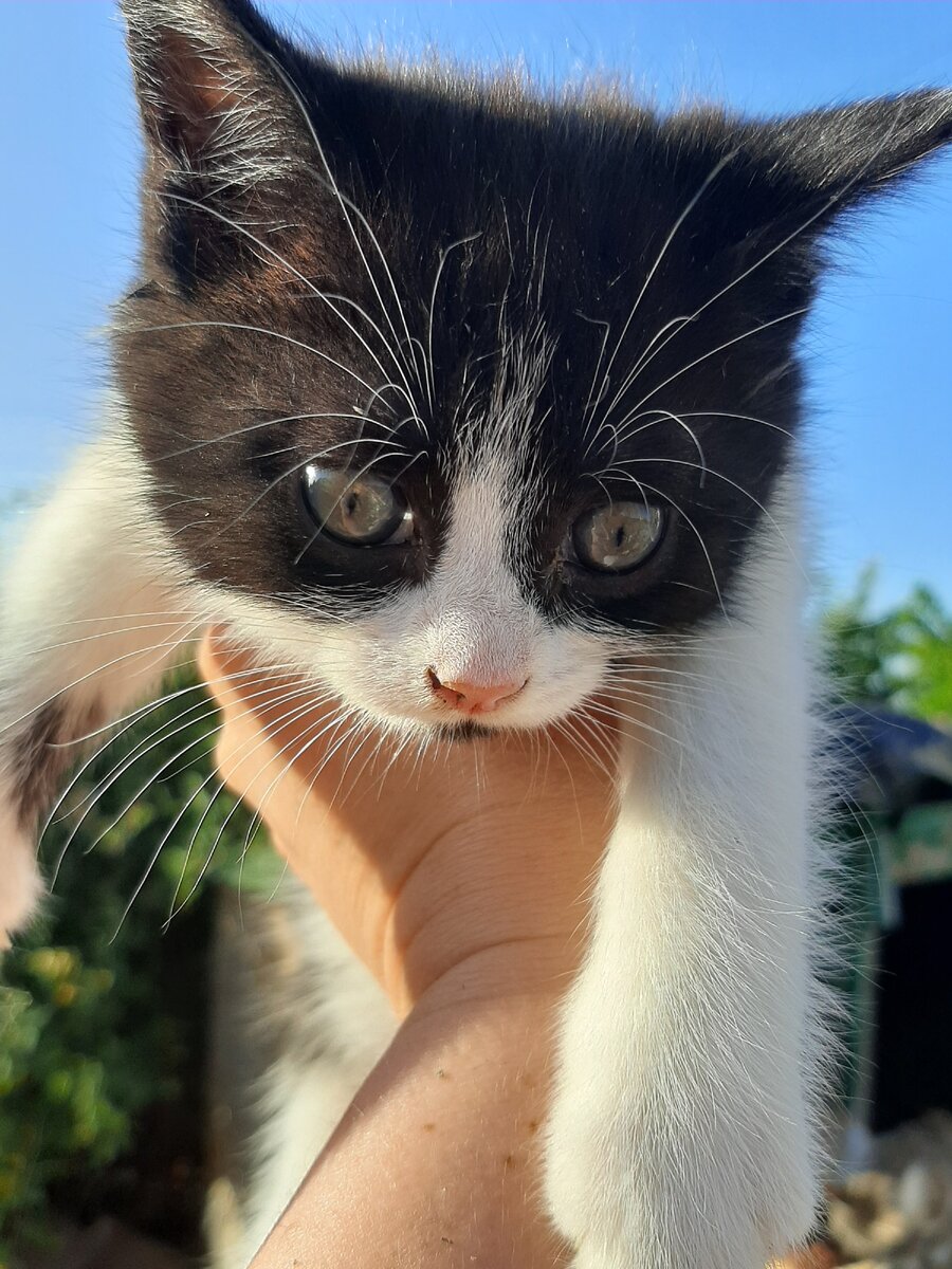 Вот такие крохи живут в этом приюте