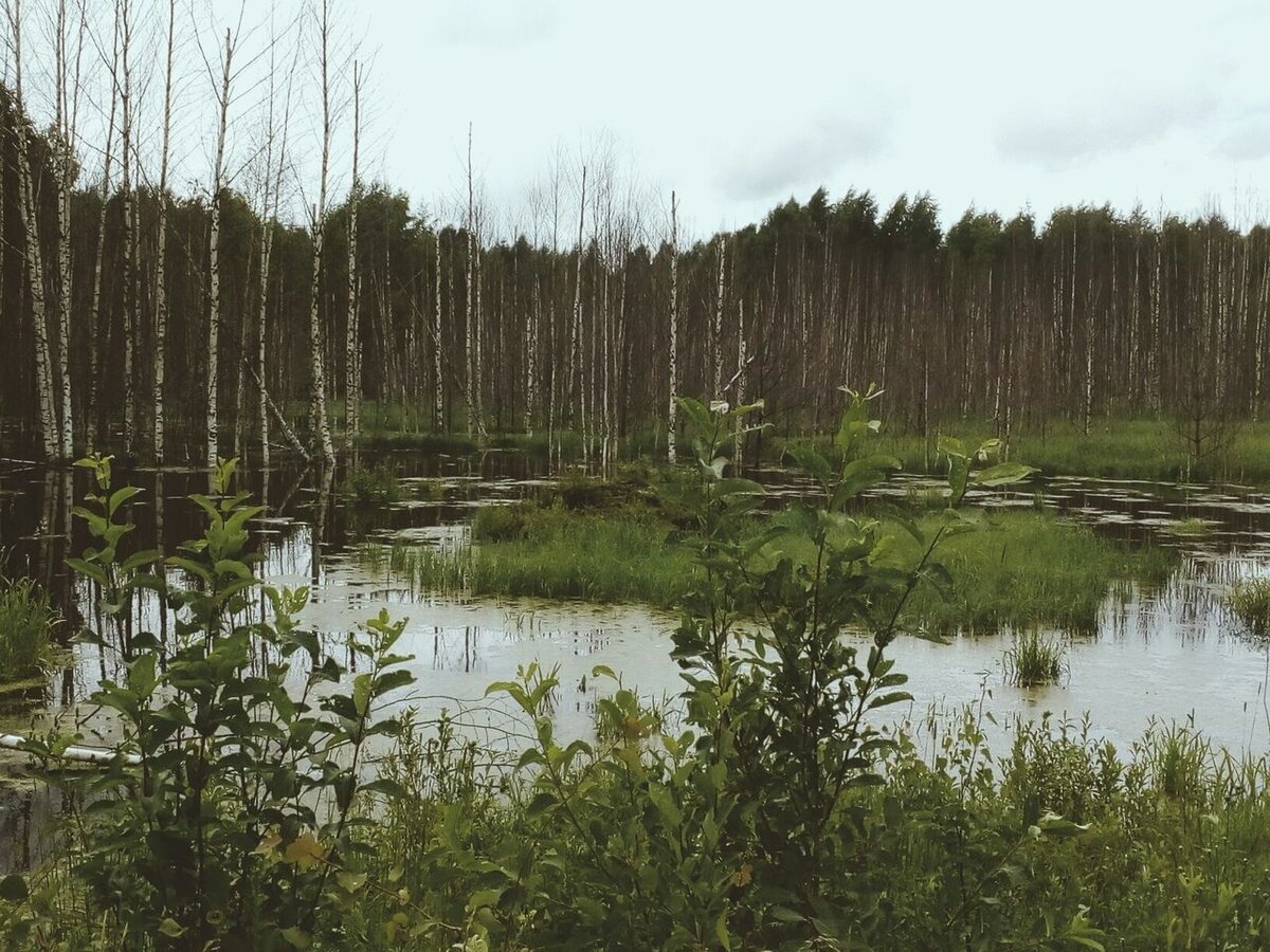 Карниз болото