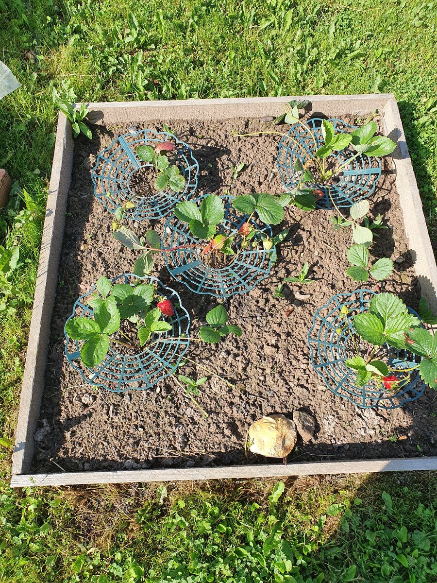 Ранний сорт прижился, многие советовали как правильно сажать я по рекомендация потом переделала, вроде пошла в рост клубничка, ягодки есть, так что всем спасибо, кто писал как надо делать