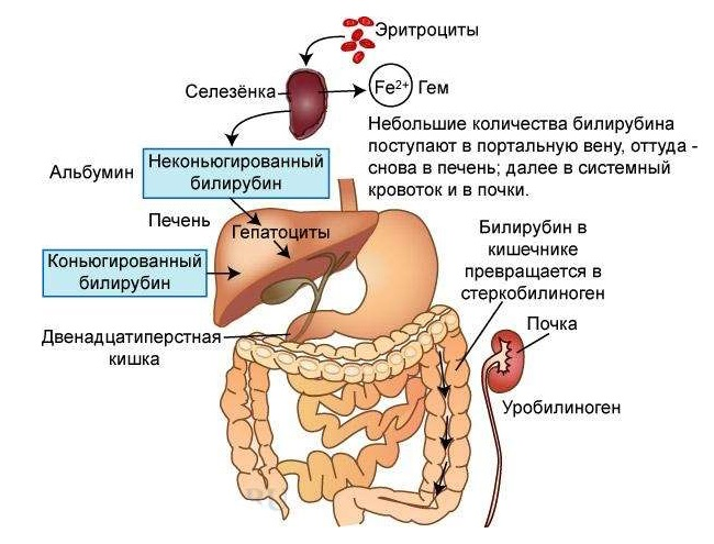 Обмен билирубина в организме