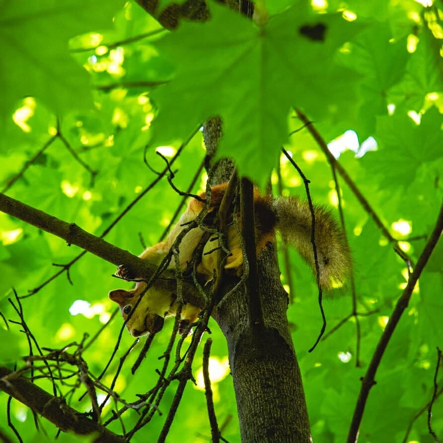 Уходи, человек, не мешай