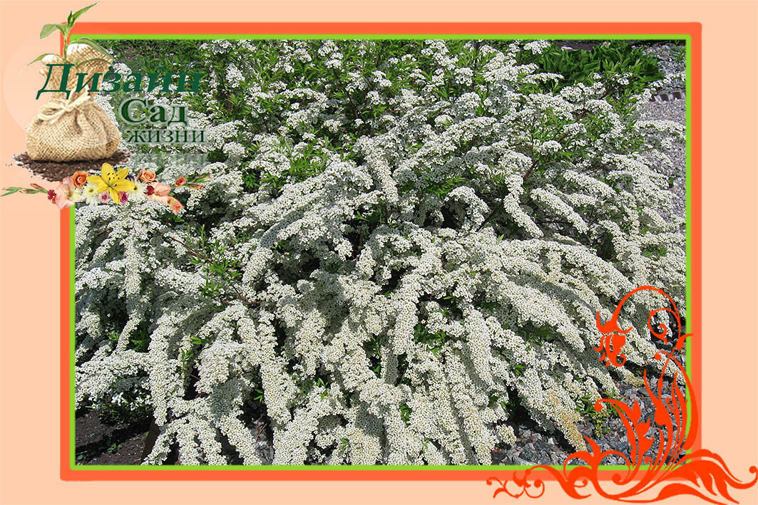 Спирея серая