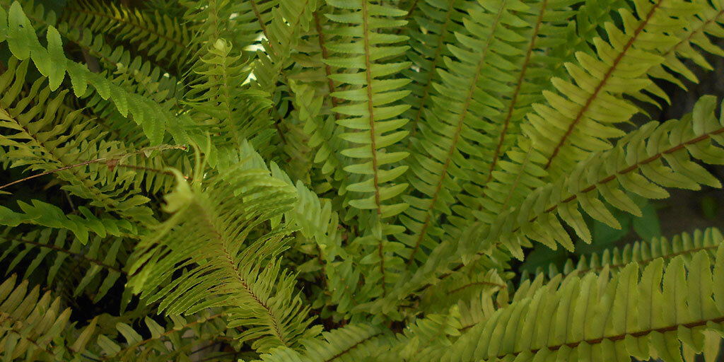 Папоротник пока еще не зацвел 