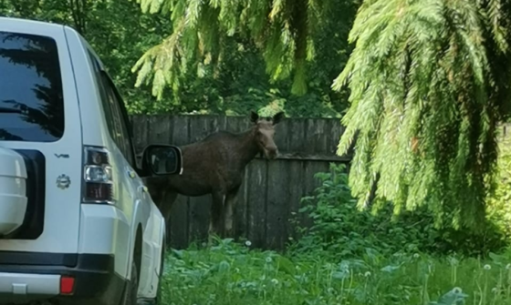 Фото: Молодую лосиху видели в разных районах Кашина