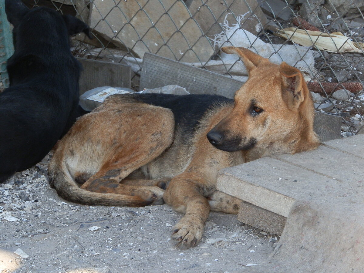 Фото: приют "DogHope"