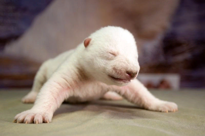 Фото из открытых источников в Яндекс. Картинки Детеныш Белого медведя.