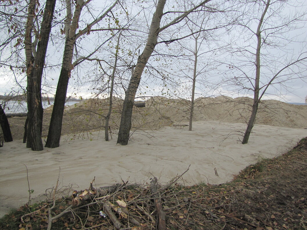 Ком белән "юдыртылган" агачлар. Иделдәге Локомотив борыны. 