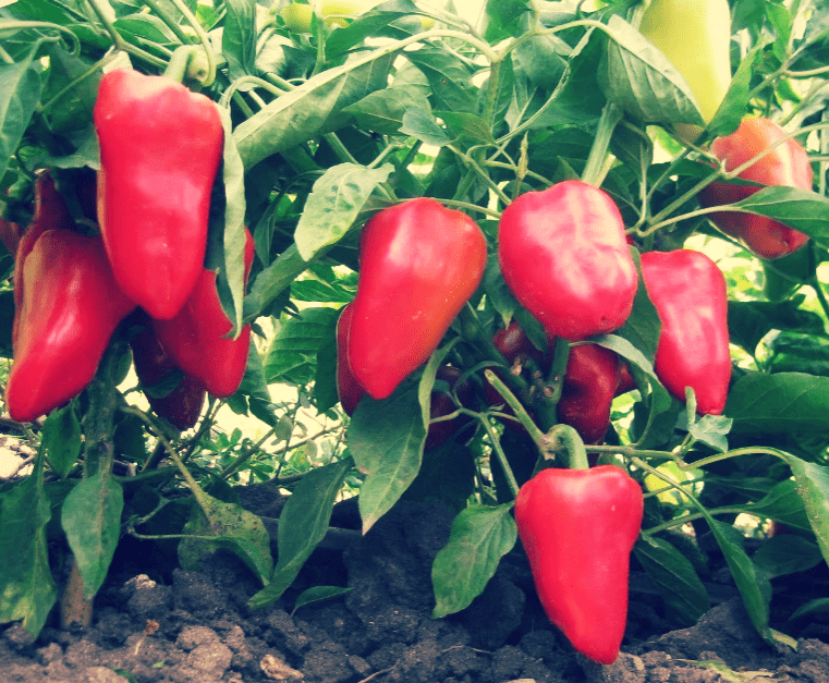 Добиться большой урожайности перца довольно просто.