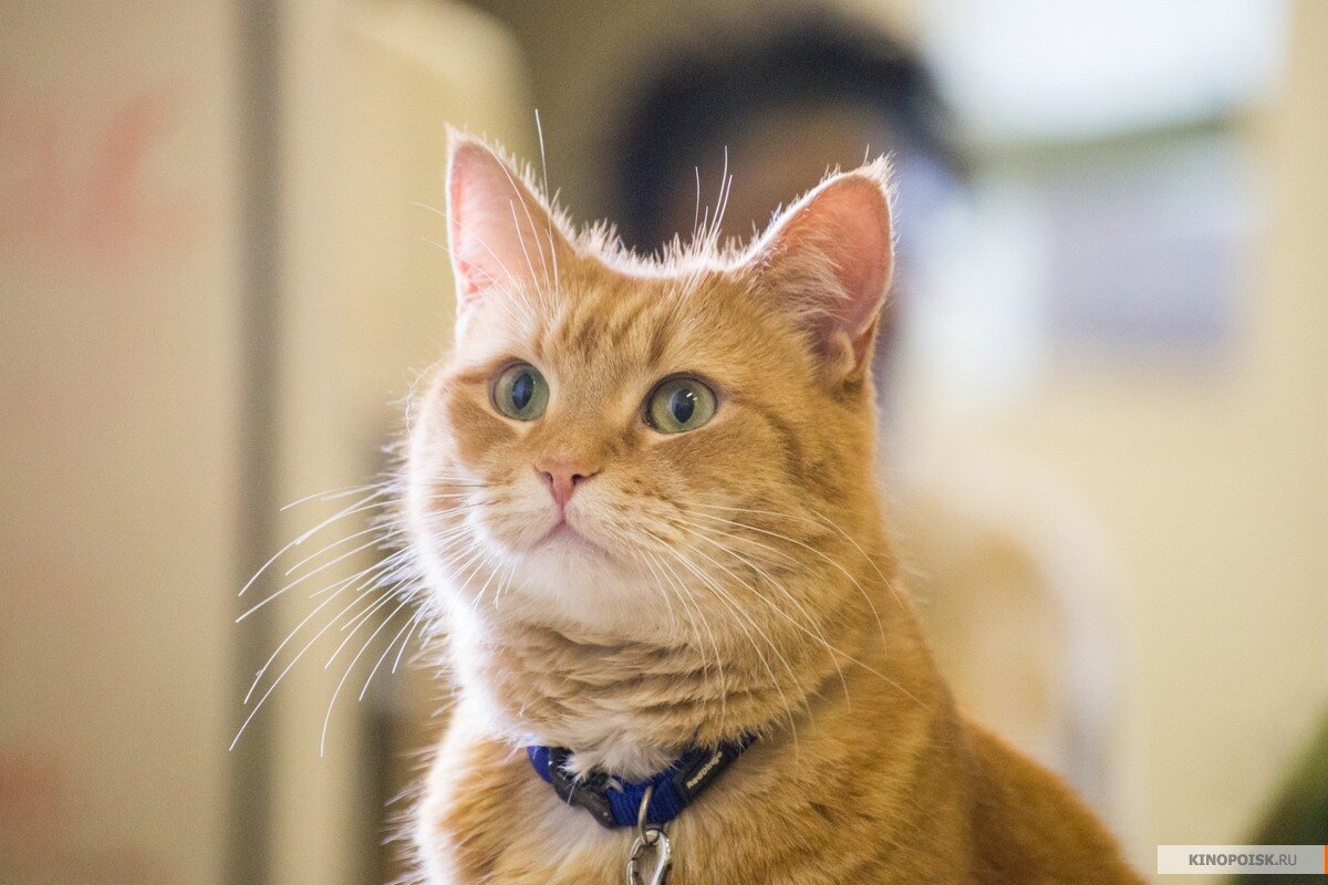 кот Боб (фото Яндекс.Картинки)