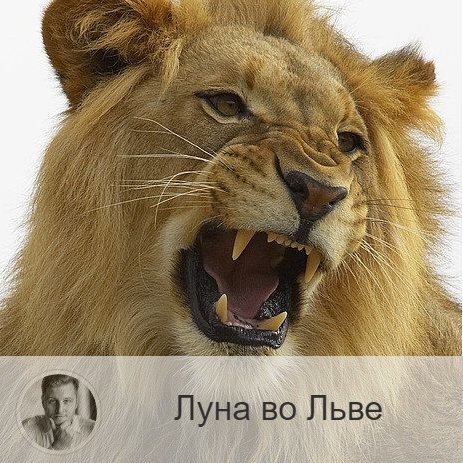 Луна в знаке зодиака Лев с 15:33 23-ого по 20:05 25-ого. 👥 Когда Луна переходит в знак Льва, мы становимся радостными, нам хочется праздника и жить на полную катушку. Если к этому времени вы подошли с депрессией или плохим настроением, то сейчас Луна облегчает вам выход из этого состояния. Вы можете ощутить творческий и духовный подъём, настроение улучшится, появится радость. Чувство собственного достоинства расправляет плечи, появляется желание признания своих достоинств и получения похвалы. В это время мы сияем ярче, чувства обостряются, приходит вдохновение и желание поддерживать близких.
✅ В это время хорошо устраивать праздники и вечеринки, посещать культурные мероприятия, музеи, кино, дискотеки и т.п. Может появится желание поучаствовать в играх или розыгрышах, не противитесь ему, время отлично подходит для игры. Благоприятно общение с детьми и родственниками, проводить совместный досуг, отдыхать. В это время лучше отдаться спонтанному времяпрепровождению, чем запланированному.
❌ В этот период вас может потянуть на авантюры, поэтому лучше отложить дела, связанные с крупными денежными вложениями, недвижимостью, деловым сотрудничеством, ценными бумагами и денежными документами.
❤️ Это отличное время для ухаживаний и романа, смело завязывайте новые знакомства, они могут перерасти в продолжительные отношения. Любовь в этот период усиливается.
💊 В это время необходимо беречь сердце и избегать излишних волнений.

—————
⭐ 3 факта об Олеге Персидском ⭐
* Автор уникальной системы прогнозирования
* Личный консультант звёзд шоу бизнеса, известных политиков и бизнесменов
* Ведущий эксперт всех федеральных TV каналов
✓ Записаться на консультацию ⇨ numeromagic.ru/uslugi