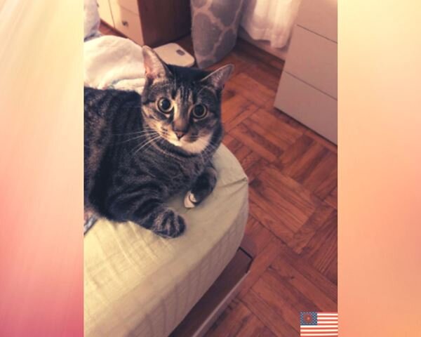 Котик Нибис. Как и Вася, это простой кот. Непородистый,но это не мешает ему быть очень любимым