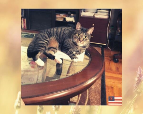 Кот безобразник. Лежит на столе!