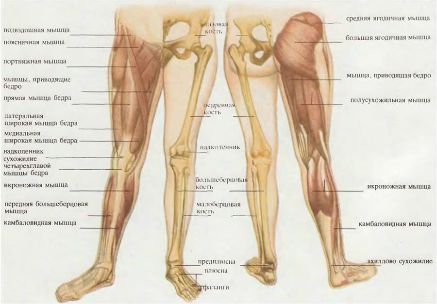 Анатомия человека кости ноги ниже колена в картинках