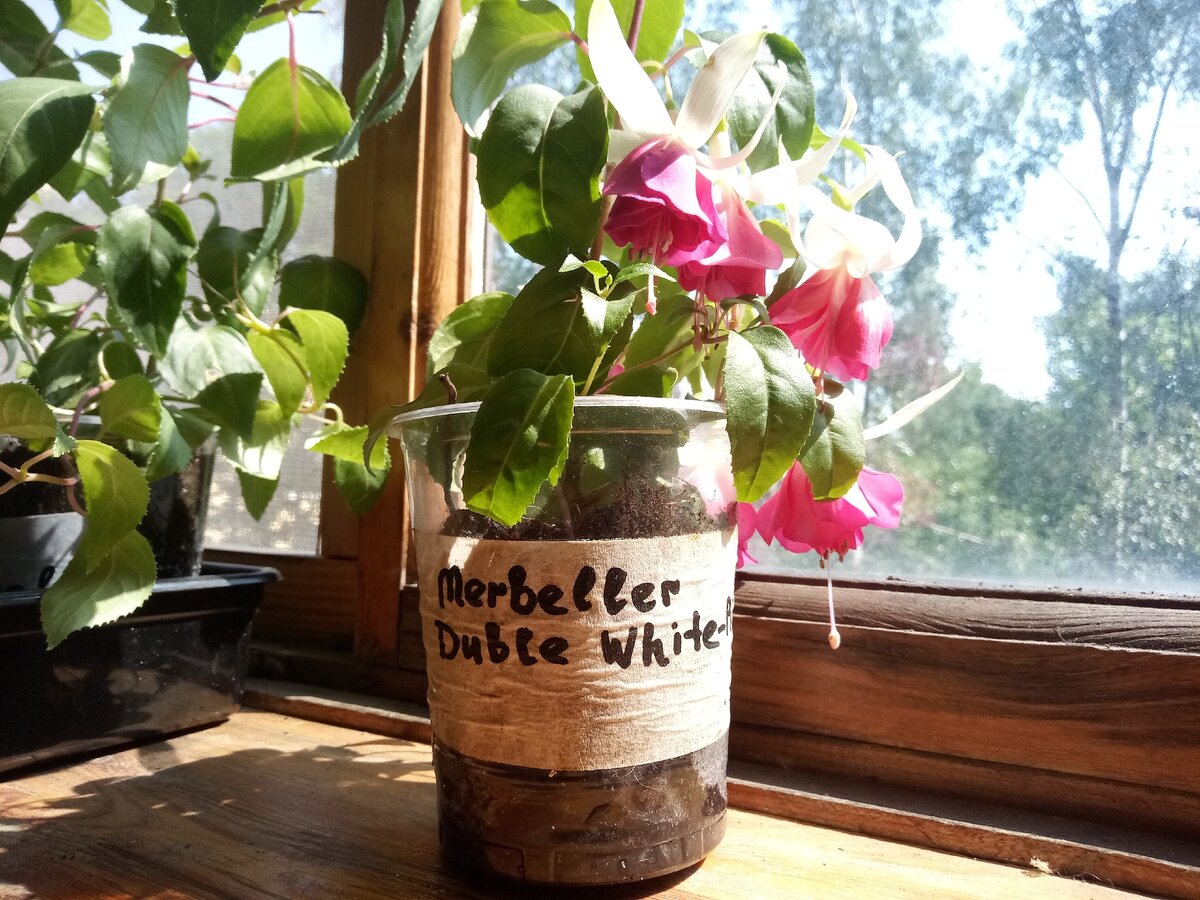 Фуксия Marbeller Double White-Pink