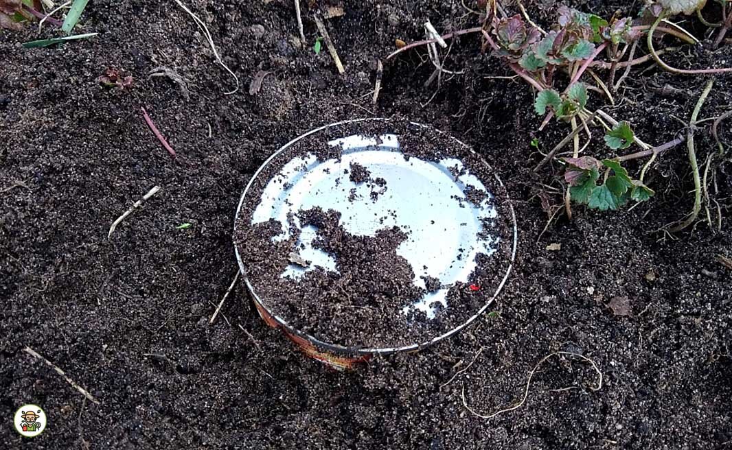 Банка на корнях хрена