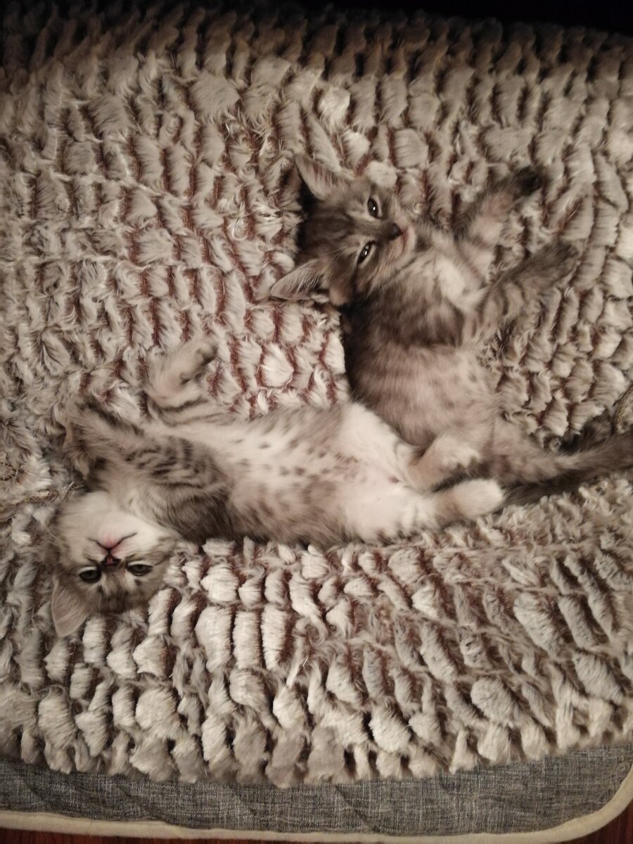Кошки приехали)