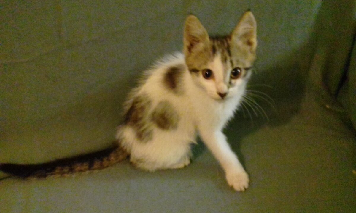 Котенок-девочка ищет дом.