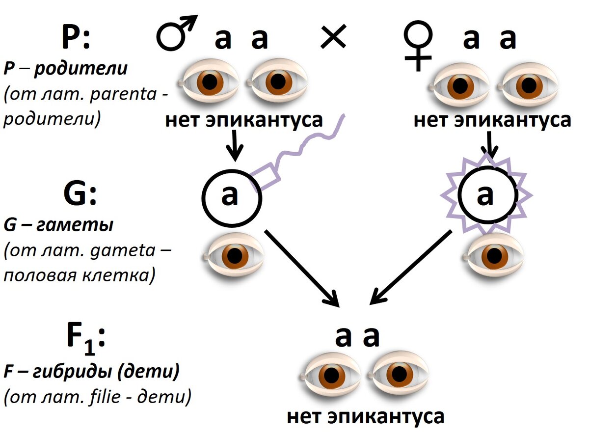 Пластика азиатских век -