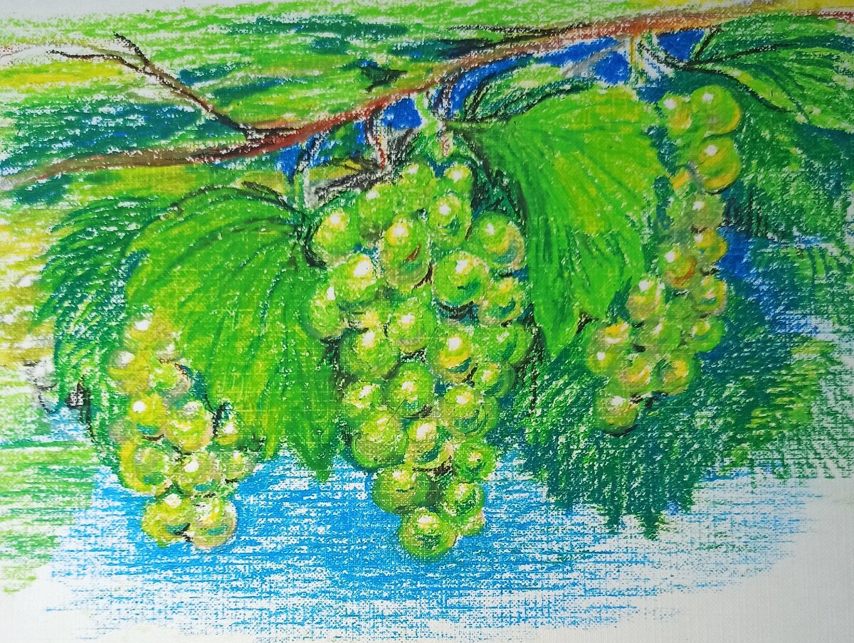 Виноград пастелью