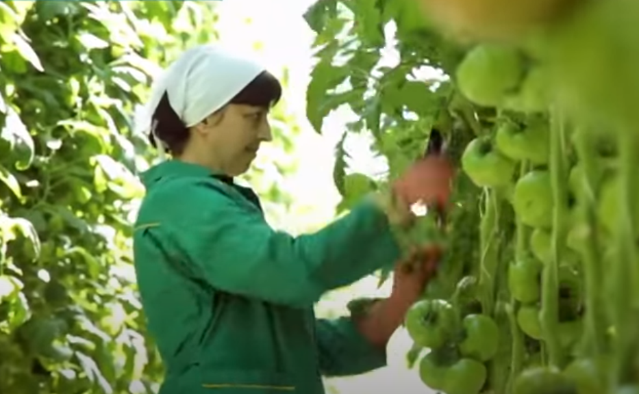 Женщина заботится о помидорах, как о детях