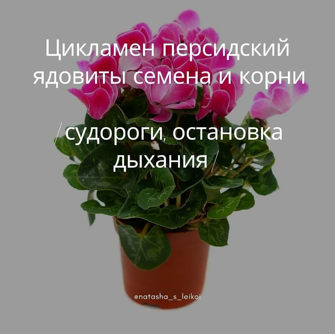 Какие домашние цветы ядовитые