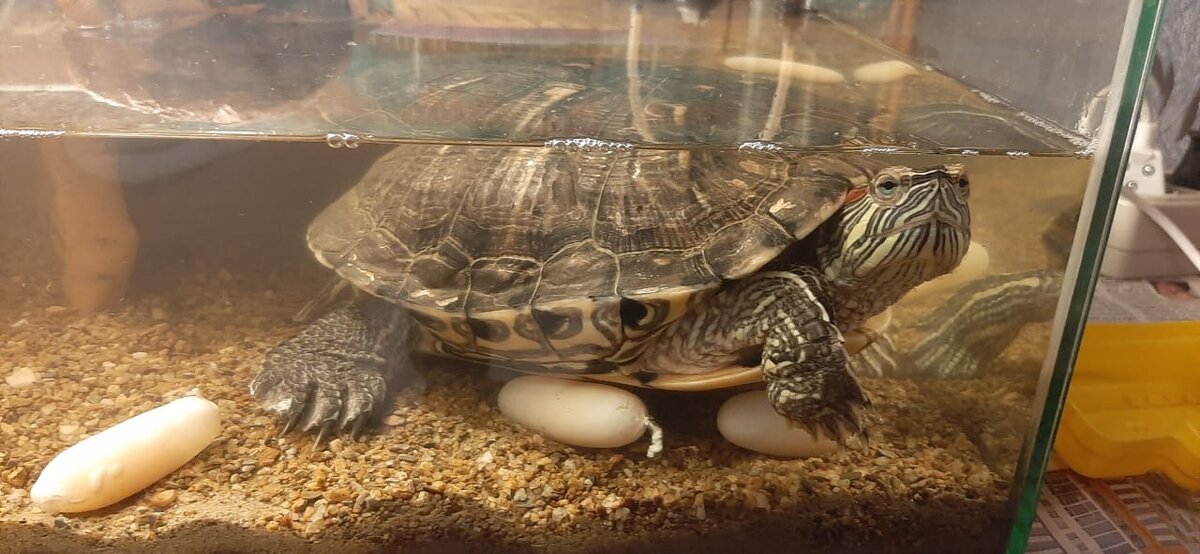 Жаль, что ничего не вылупится из них... 