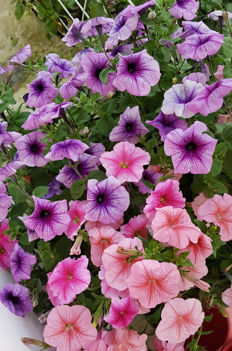 Моя петуния сентябрь 2019