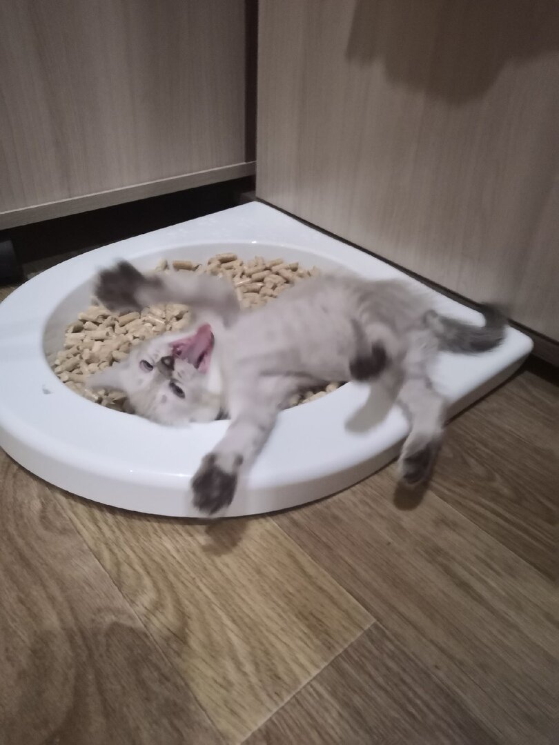 Туалет - это хорошее место, чтобы полежать:)