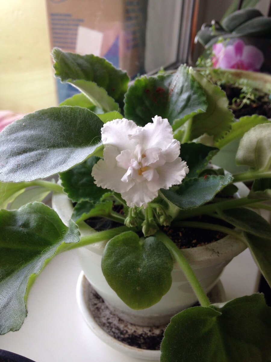 Белая королевская фиалка в моем доме.
На красные пятнышки на листьях не обращайте внимания, это пыльца от лилии.