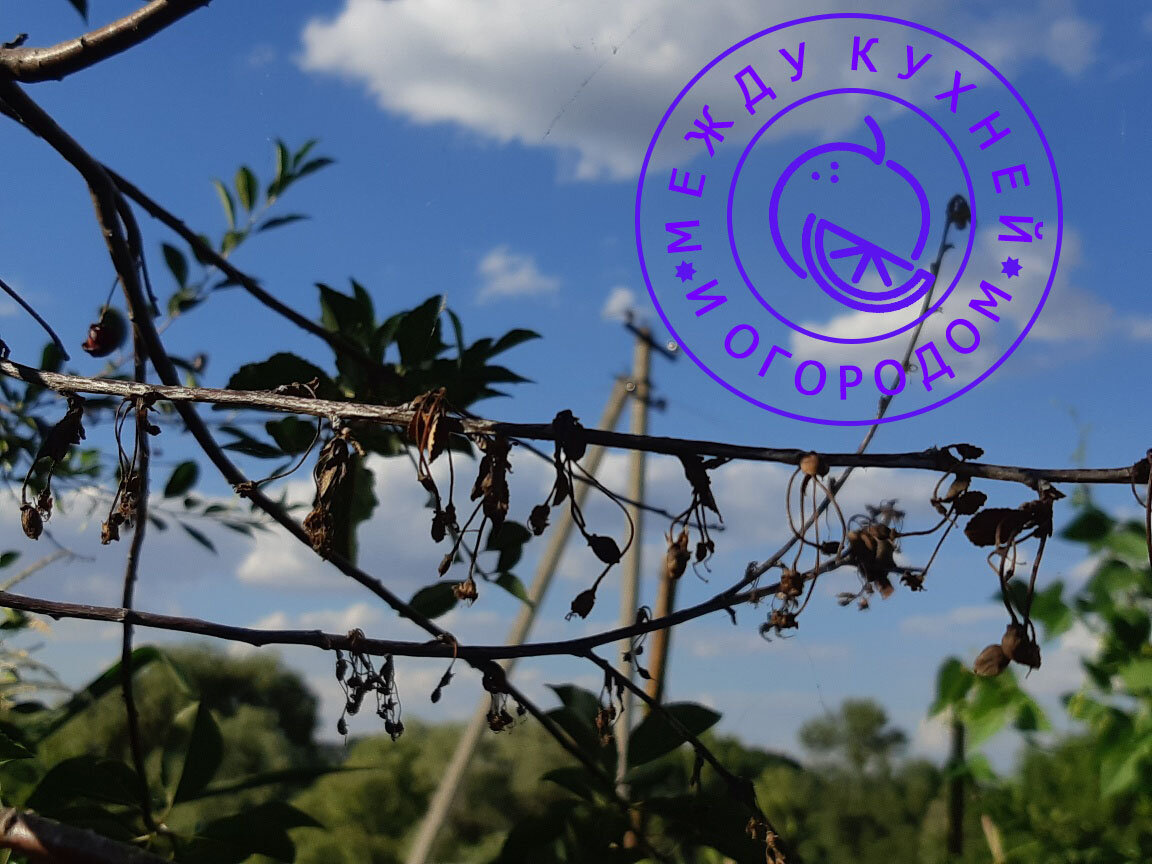 Все сухие веточки я вырезала и сожгла.