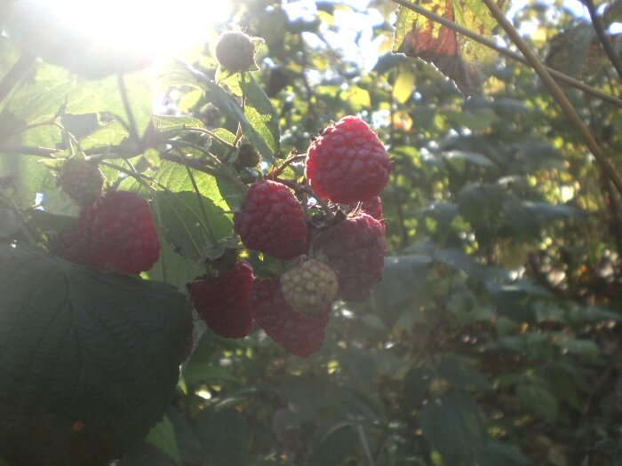 Наша малина Полана.