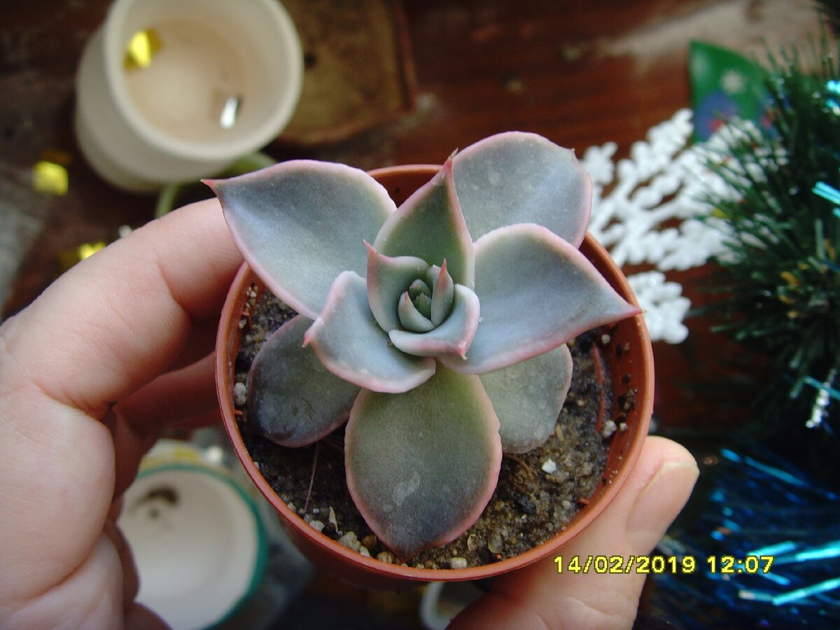 Этот экземпляр эхеверии Мадиба из листика явно подрос и уже пора пересаживать в больший горшочек.