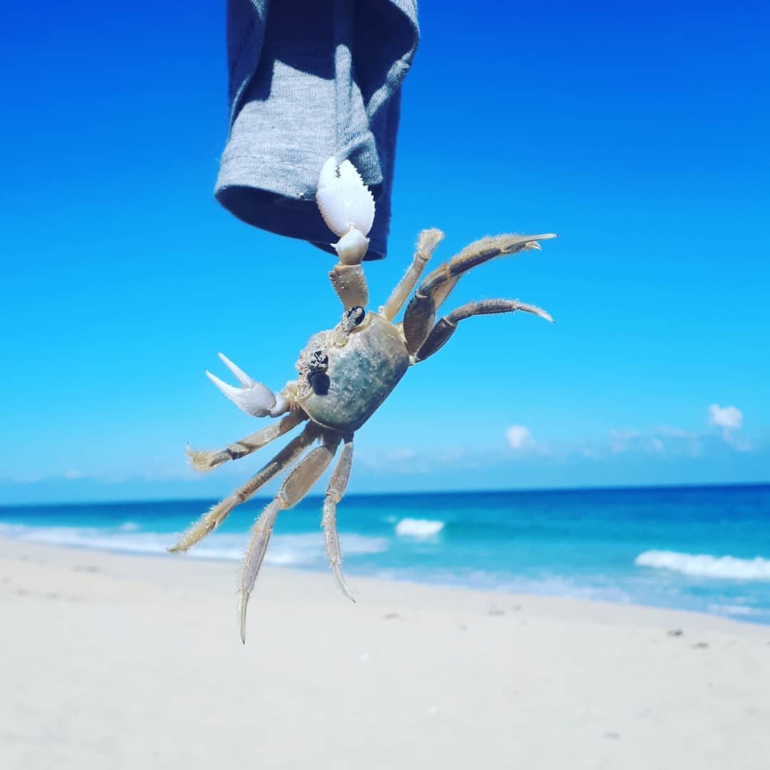 На пляже огромное кол-во крабов, но они мелкие все, редко такого экземпляра встретишь. 