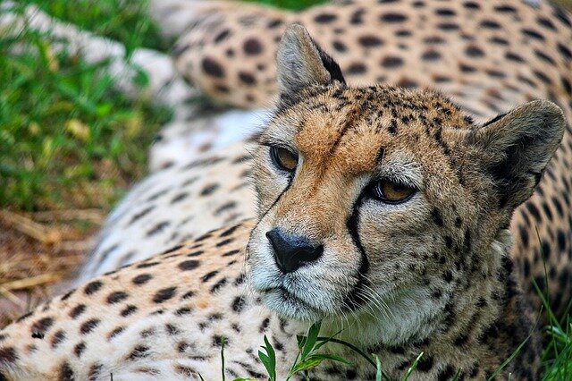 Изображение Manfred Richter с сайта Pixabay 