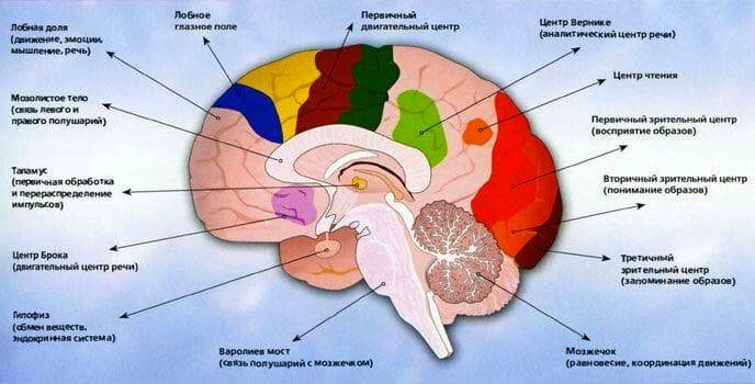 За восприятие и творчество отвечают разные отделы  мозга.