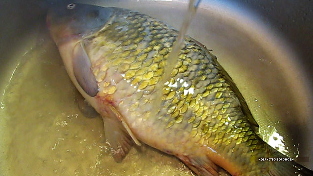 Проливаю карпа кипятком