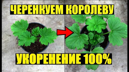 Размножение королевской пеларгонии черенками